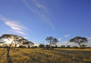 African,Acacia,Trees,Set,Against,Blue,Sky